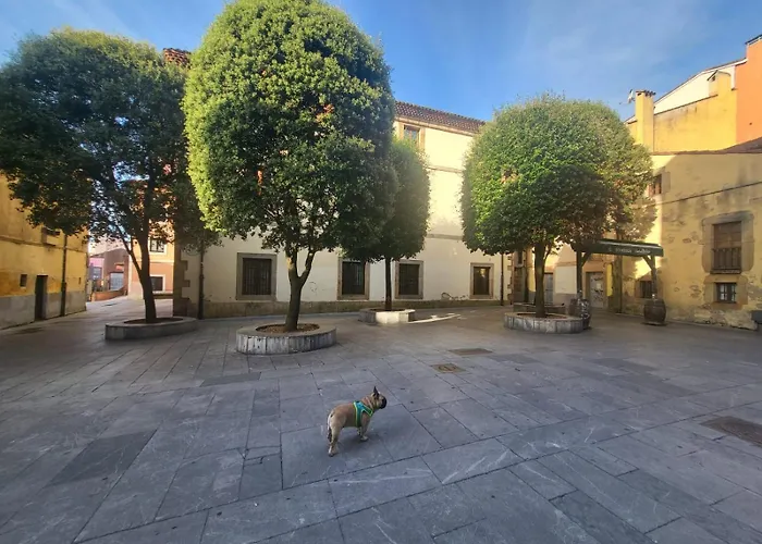 The Blue Nest - Vut7693as Χιχόν